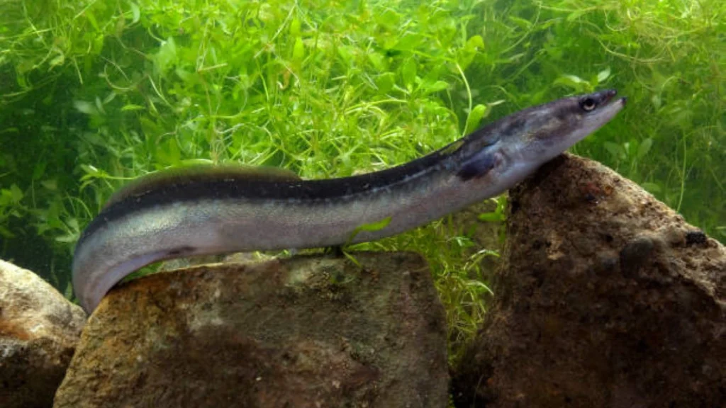 Eel
