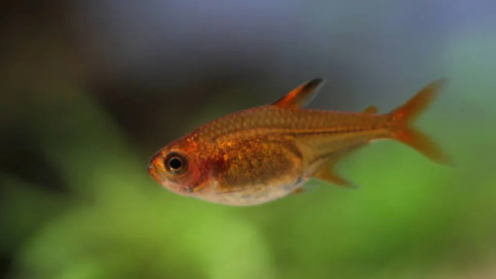 Ember Tetra