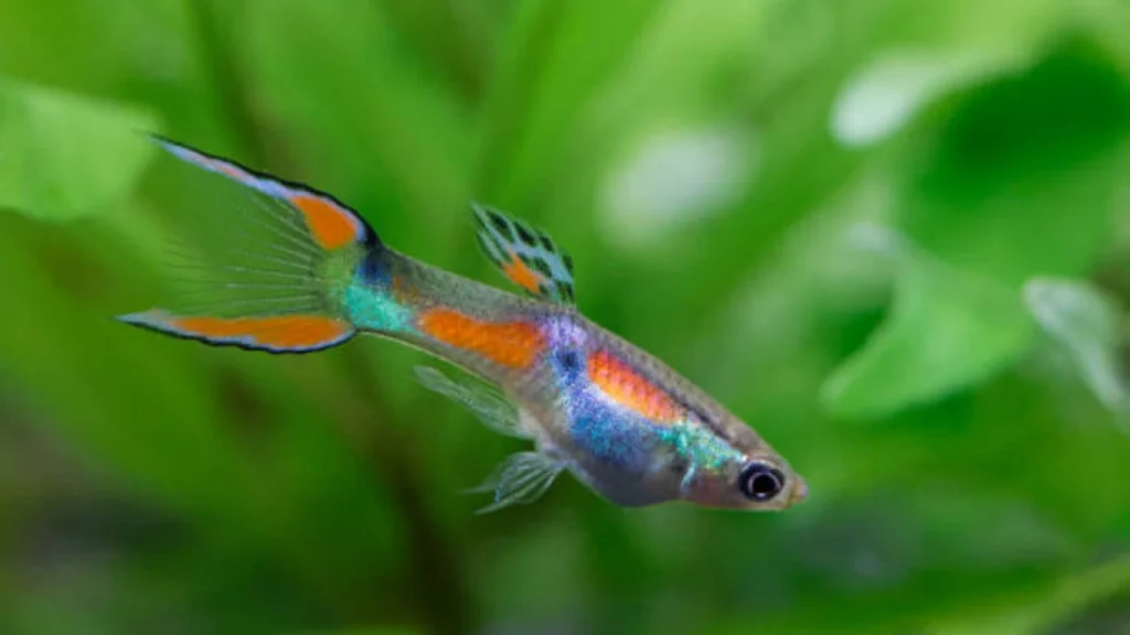 Endler’s Livebearer