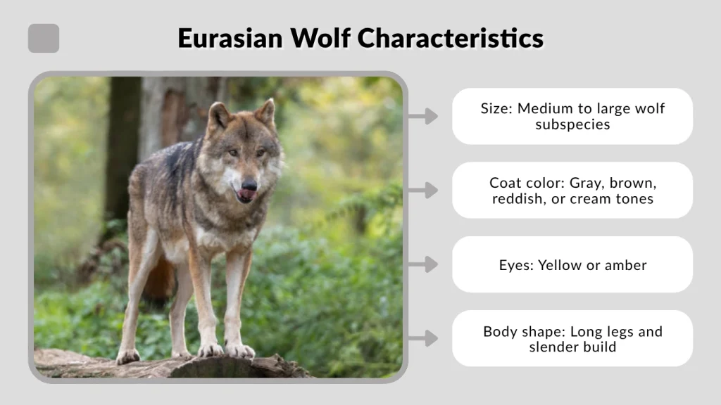 Eurasian Wolf Characteristics