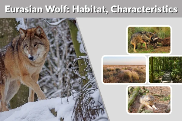 Eurasian Wolf Habitat, Characteristics, Diet & Fascinating Facts