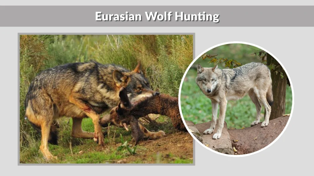 Eurasian Wolf Hunting
