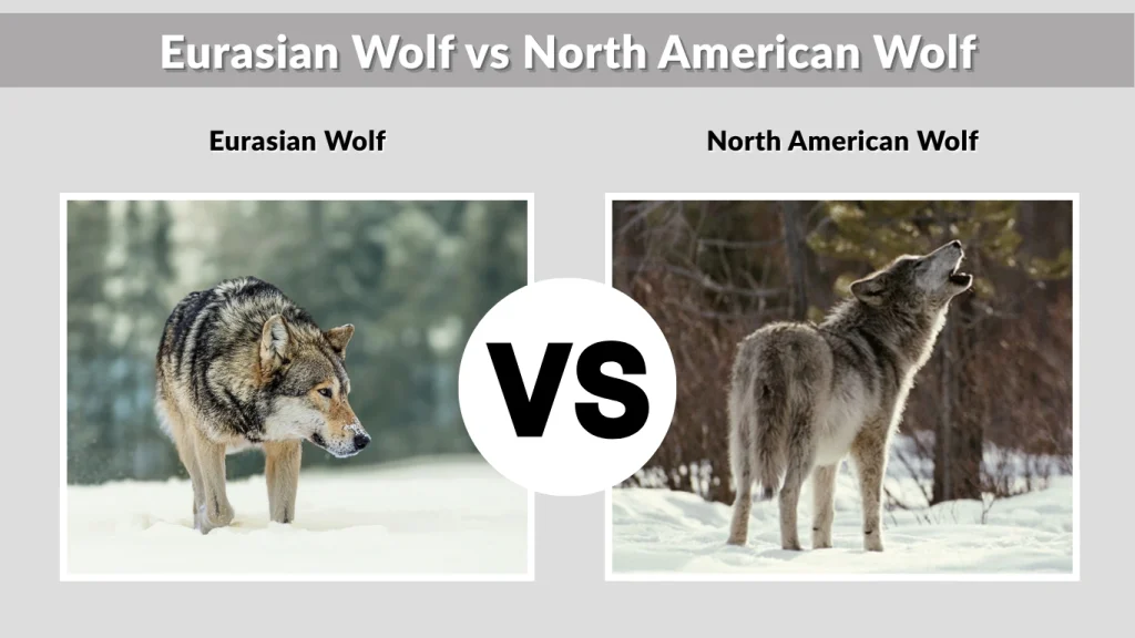 Eurasian Wolf vs North American Wolf