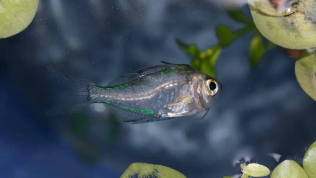 Glassfish