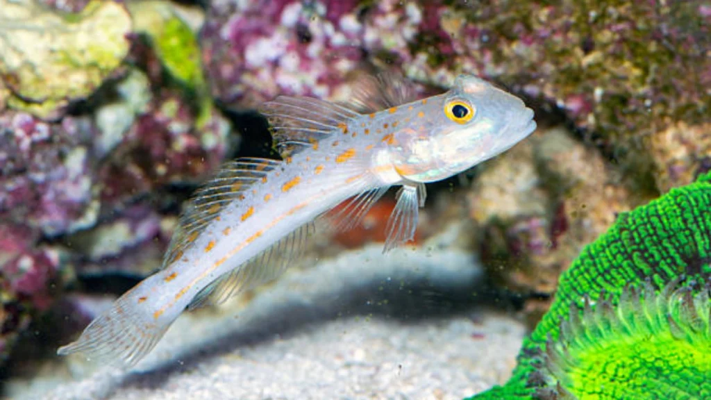 Goby