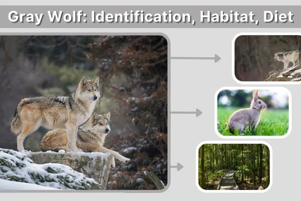 Gray Wolf Identification, Habitat, Diet & Fascinating Facts