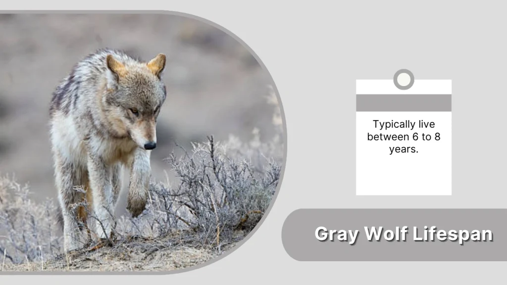 Gray Wolf Lifespan
