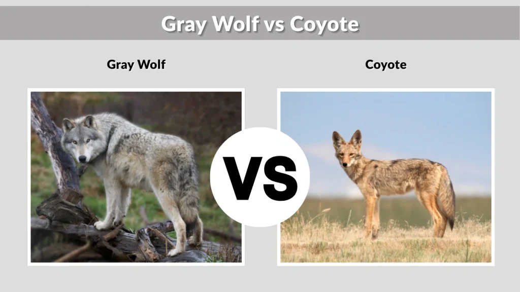 Gray Wolf vs Coyote