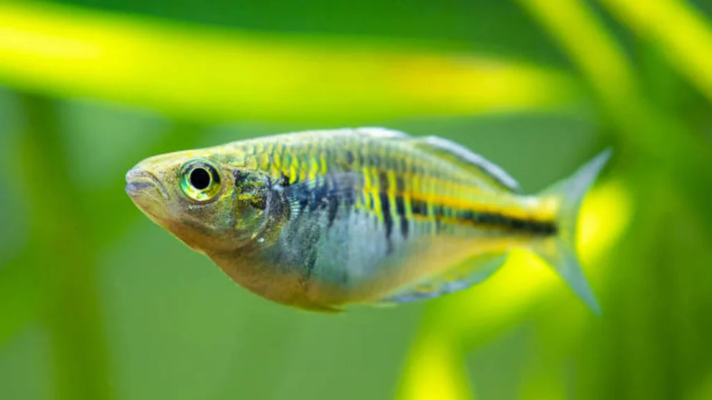 Green Kubotai Danio