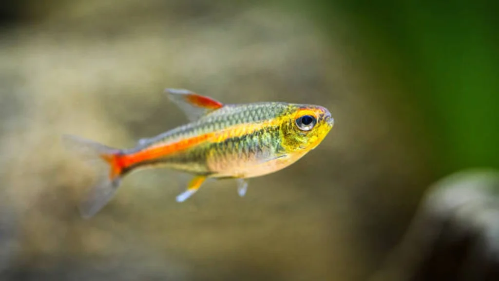 Green Neon Tetra