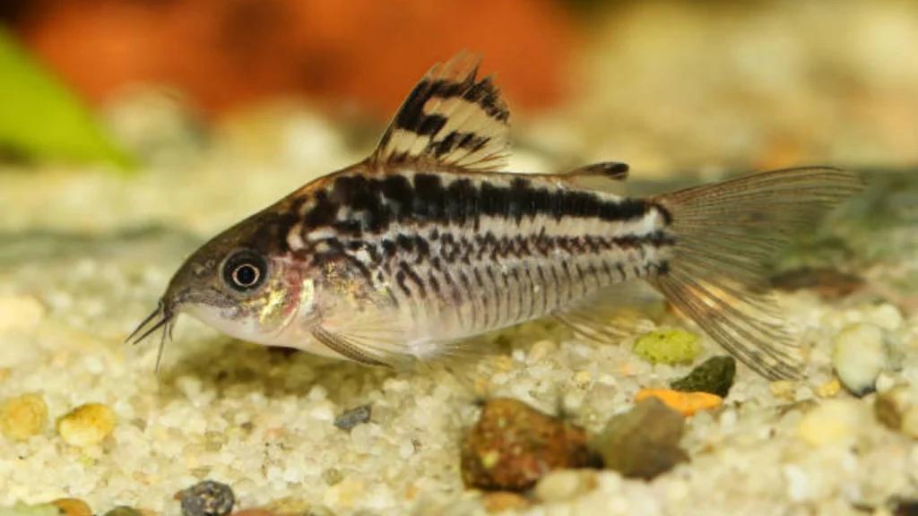 Habrosus Corydoras
