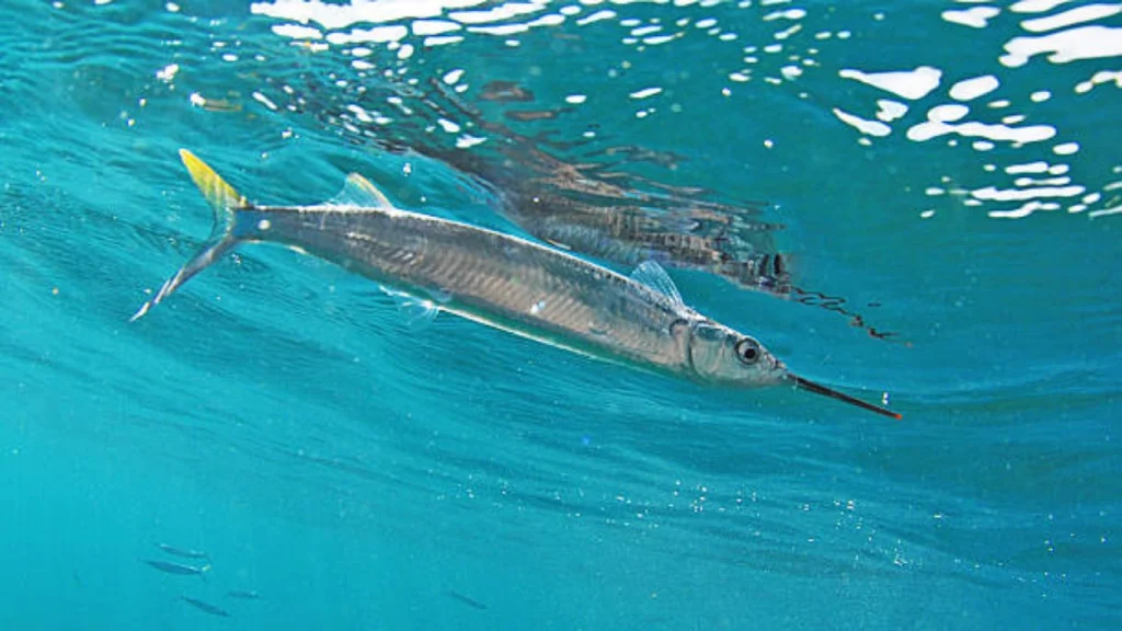 Halfbeak