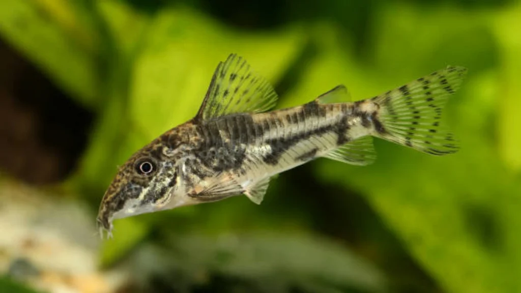 Hastatus Corydoras