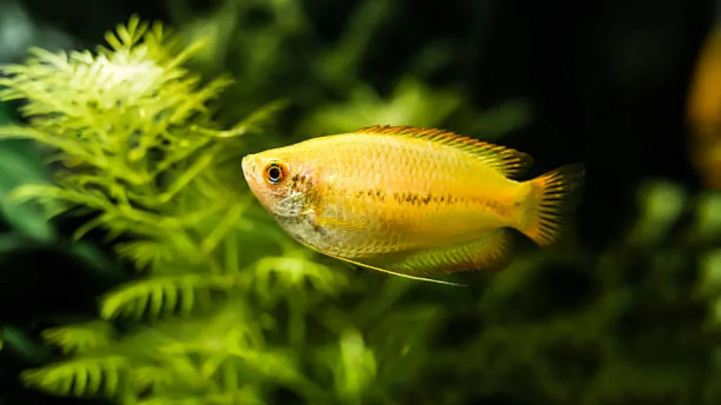 Honey Gourami