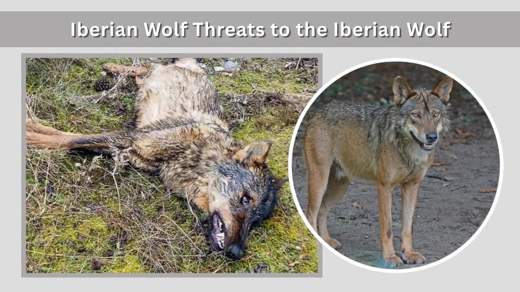 Iberian Wolf Threats to the Iberian Wolf