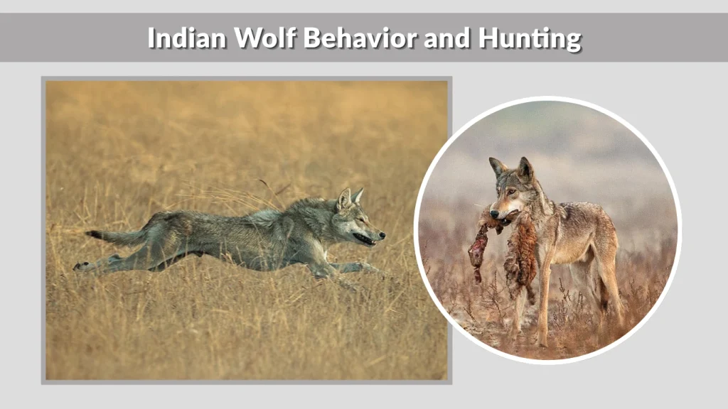 Indian Wolf Behavior and Hunting