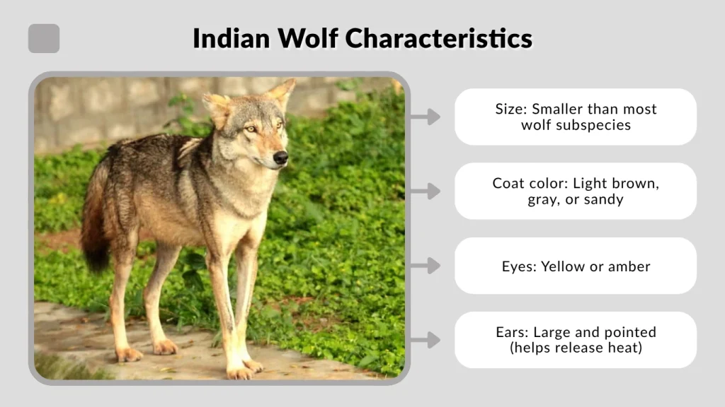 Indian Wolf Characteristics
