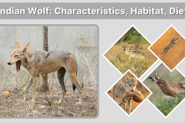 Indian Wolf Characteristics, Habitat, Diet and Key Facts