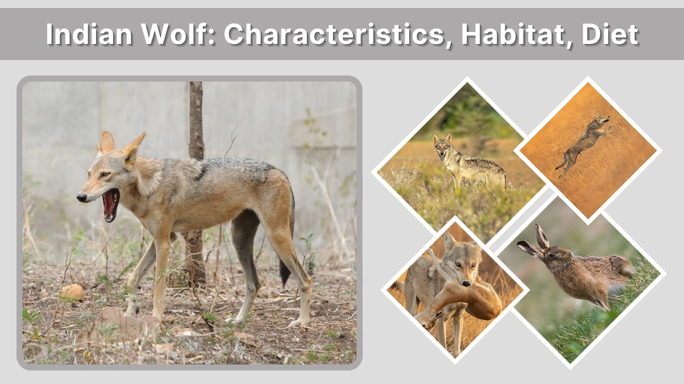 Indian Wolf Characteristics, Habitat, Diet and Key Facts