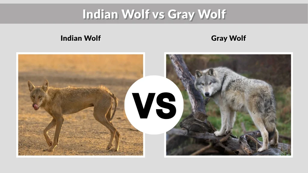 Indian Wolf vs Gray Wolf