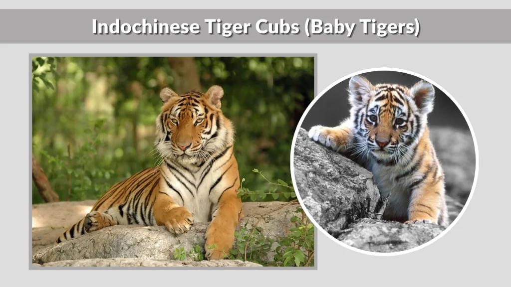 Indochinese Tiger Cubs (Baby Tigers)
