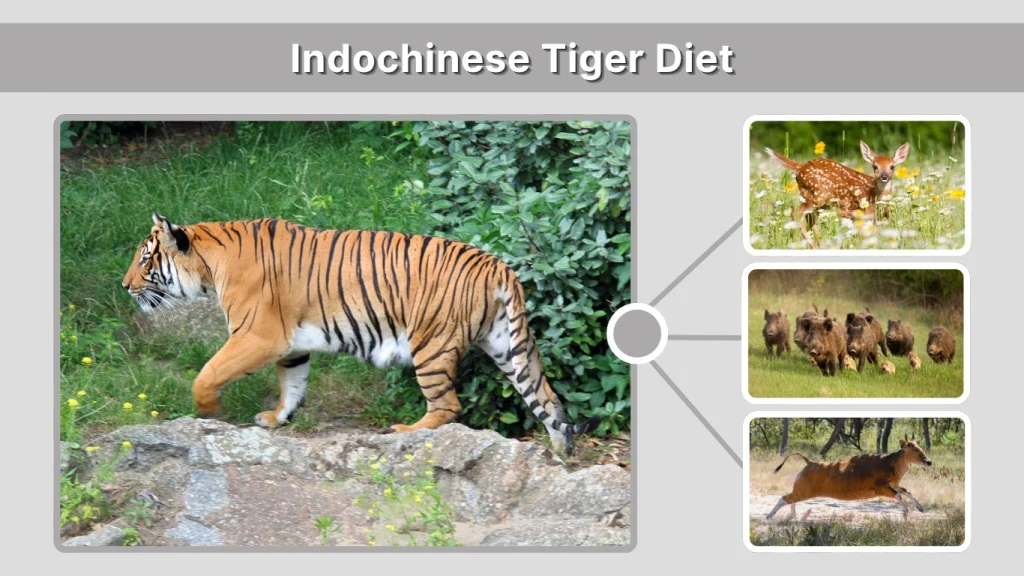 Indochinese Tiger Diet