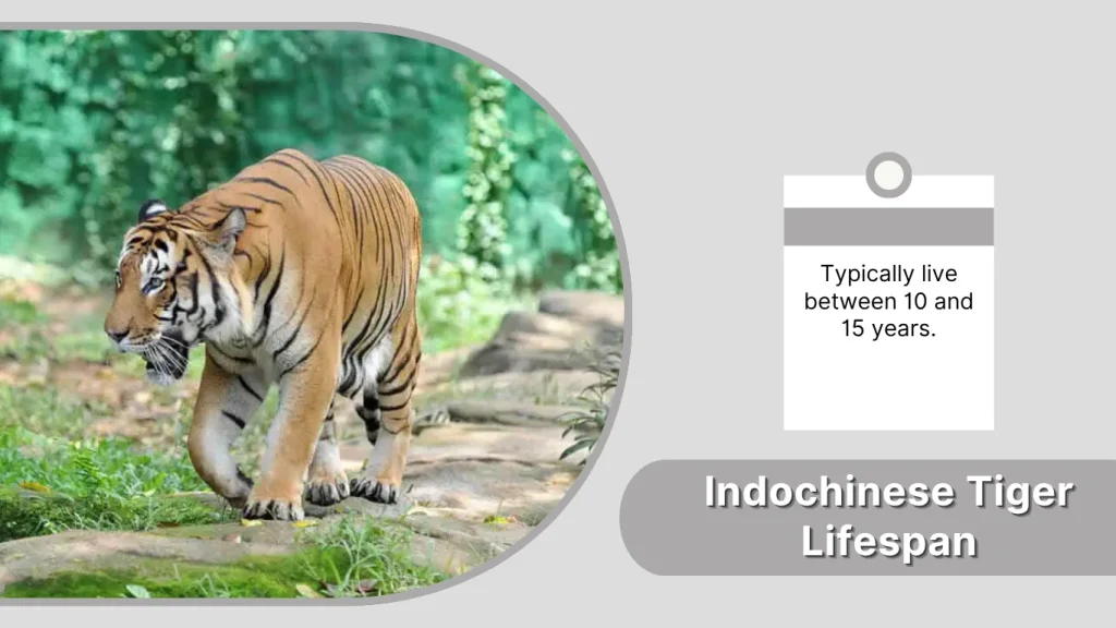 Indochinese Tiger Lifespan