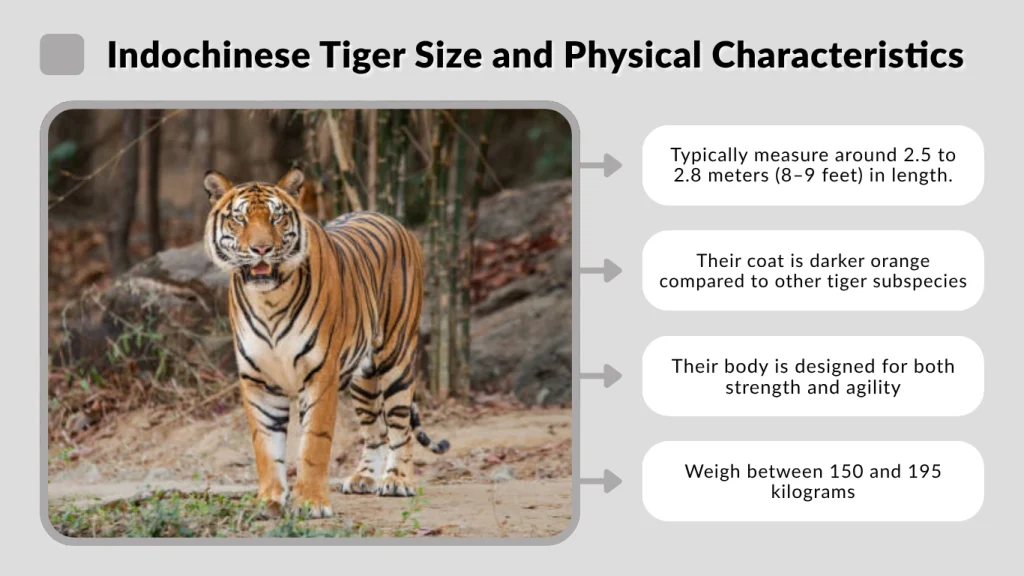 Indochinese Tiger Size and Physical Characteristics