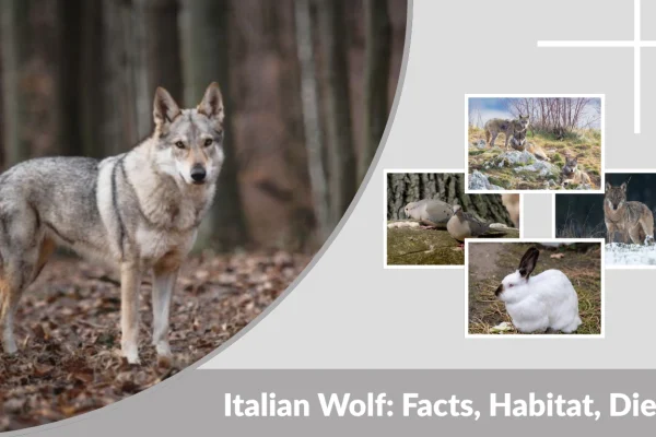 Italian Wolf Facts, Habitat, Diet, Identification & Lifespan