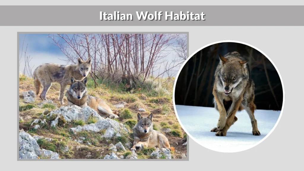 Italian Wolf Habitat