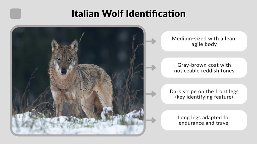 Italian Wolf Identification