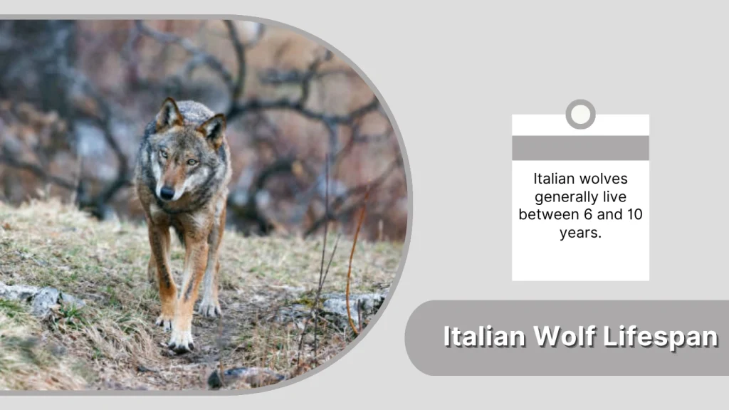 Italian Wolf Lifespan