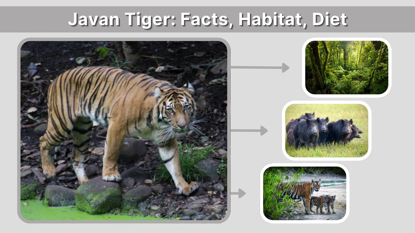 Javan Tiger Facts, Habitat, Diet, and Extinction Story