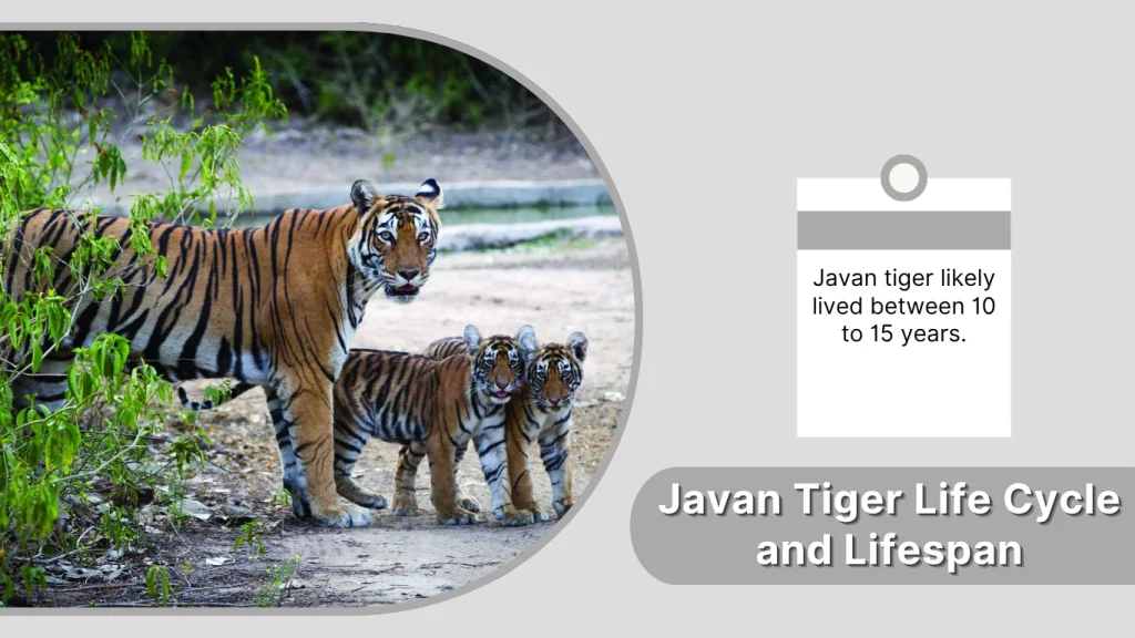 Javan Tiger Life Cycle and Lifespan