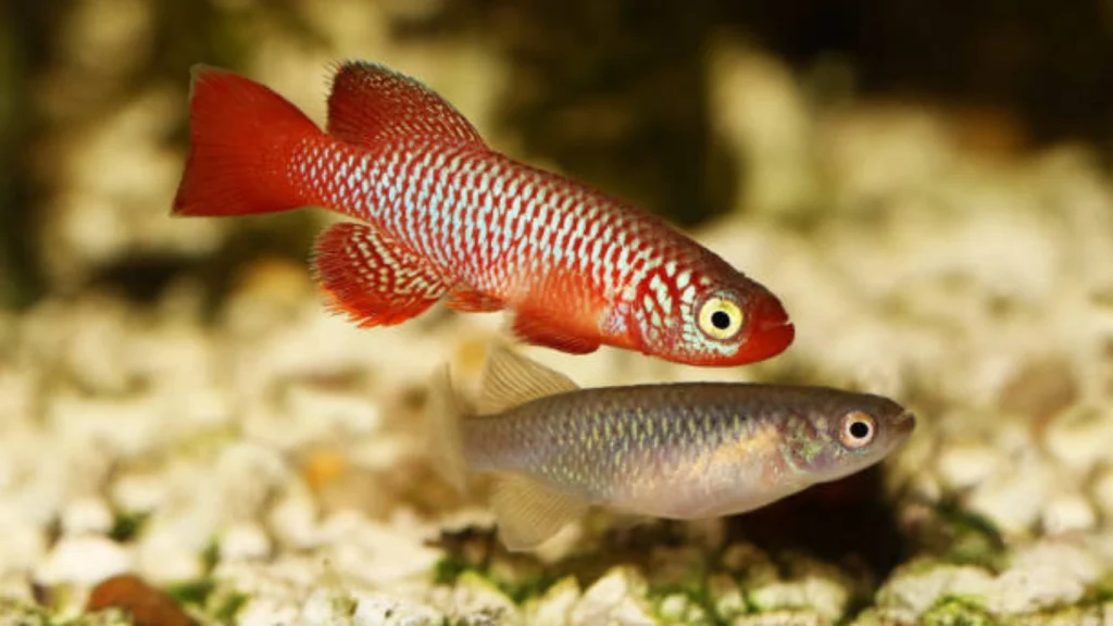 Killifish