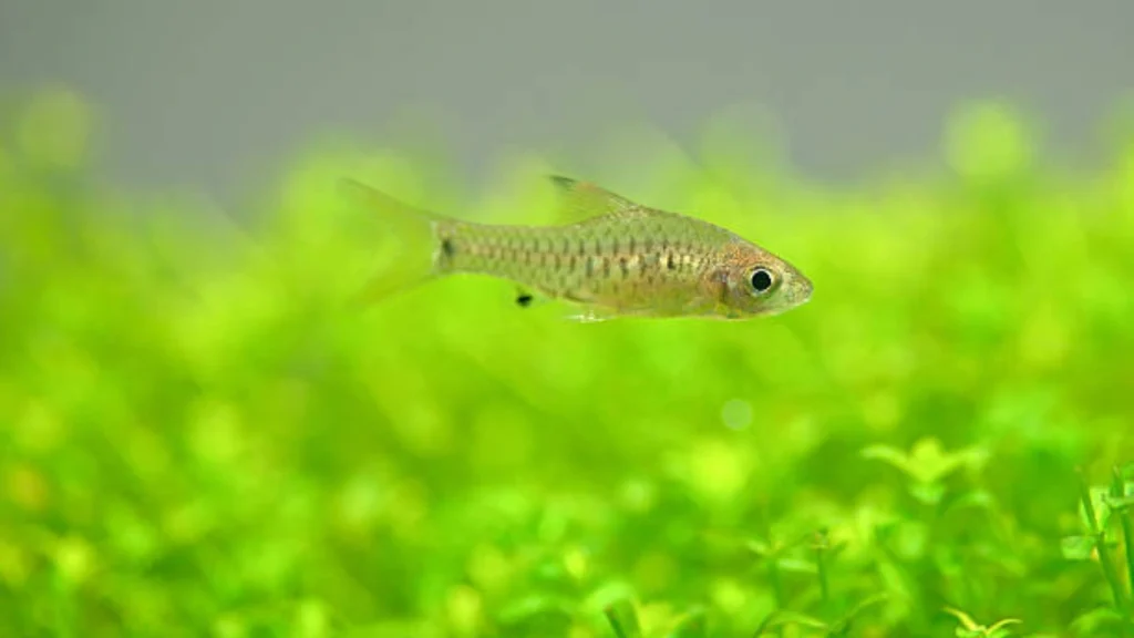 Kubotai Rasbora