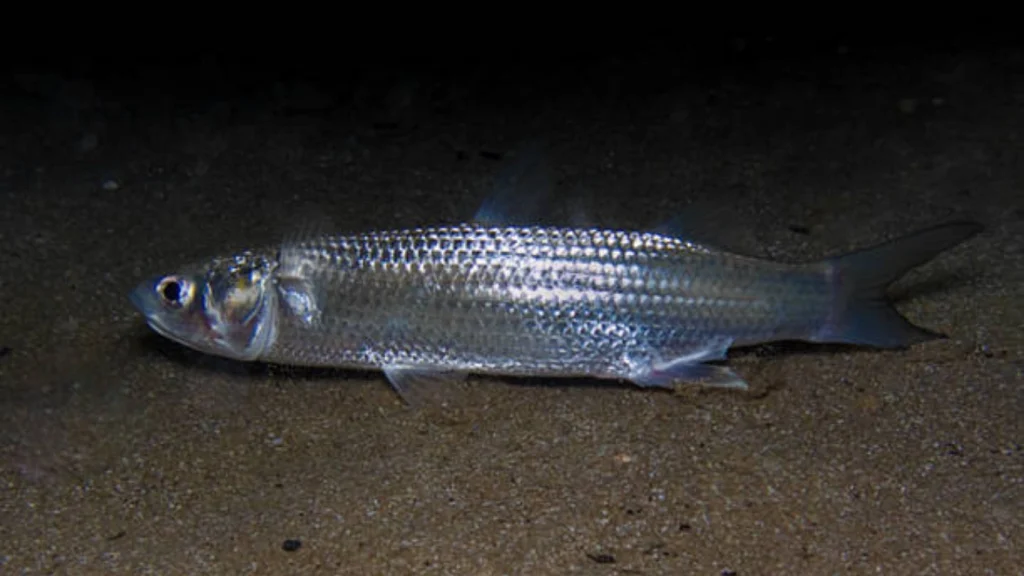 Lanternfish