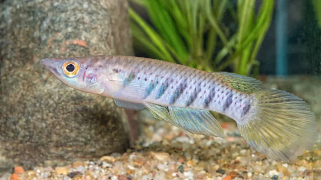 Least Killifish
