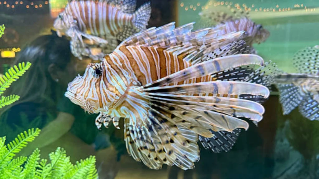 Lionfish