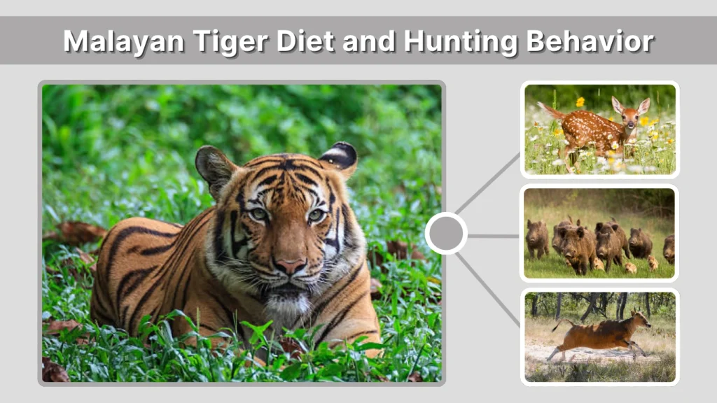 Malayan Tiger Diet and Hunting Behavior