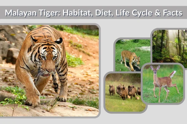 Malayan Tiger Habitat, Diet, Life Cycle & Facts