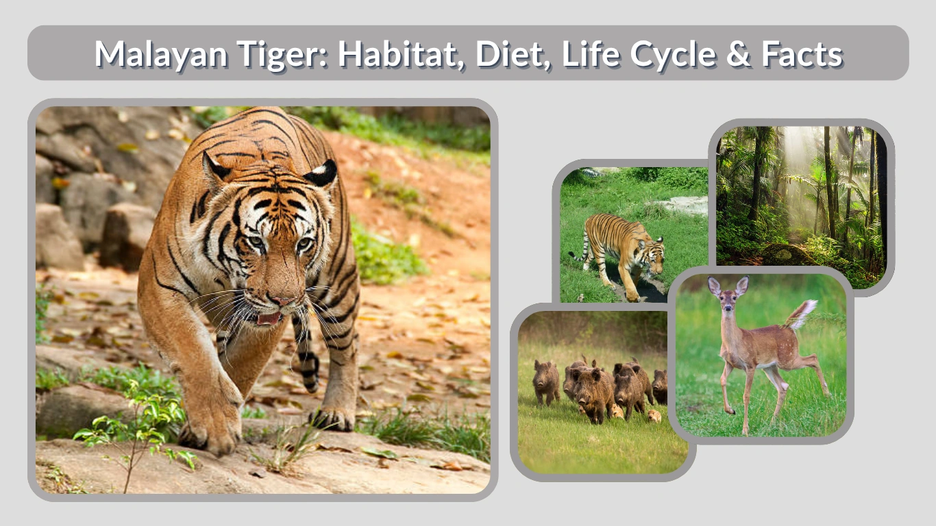 Malayan Tiger Habitat, Diet, Life Cycle & Facts