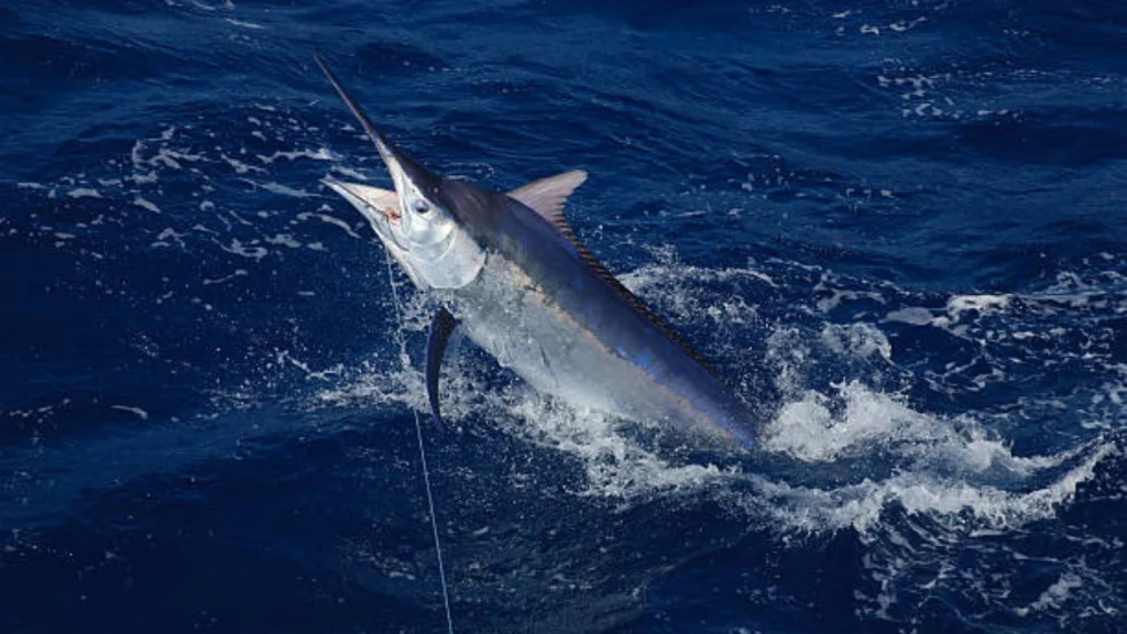 Marlin