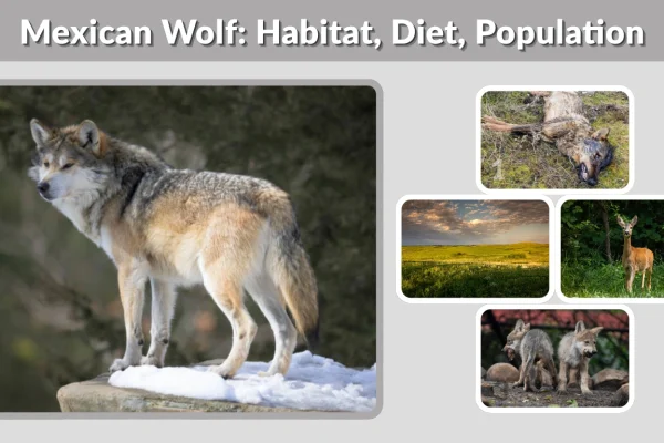 Mexican Wolf Habitat, Diet, Population, Lifestyle & Facts