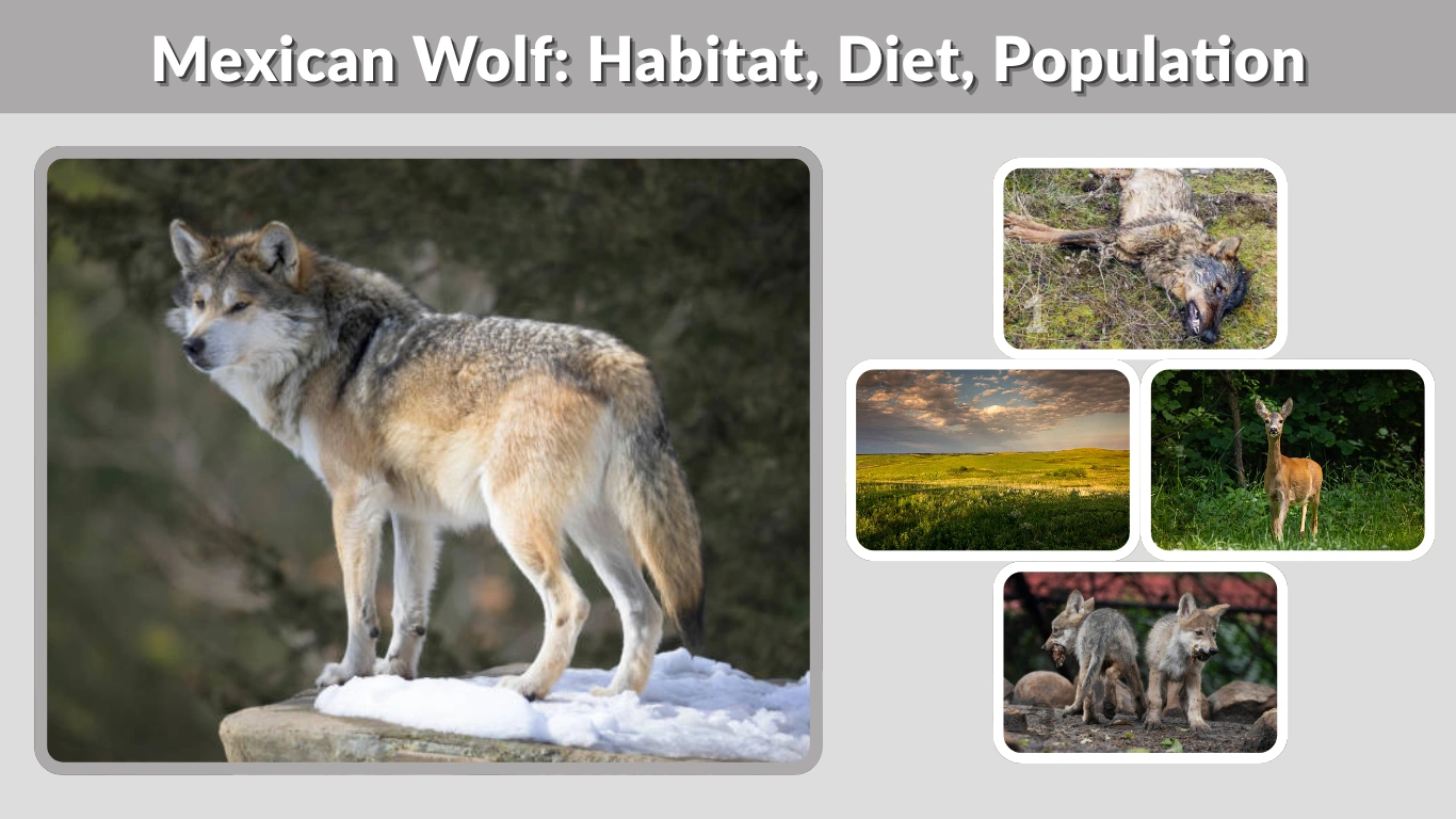 Mexican Wolf Habitat, Diet, Population, Lifestyle & Facts