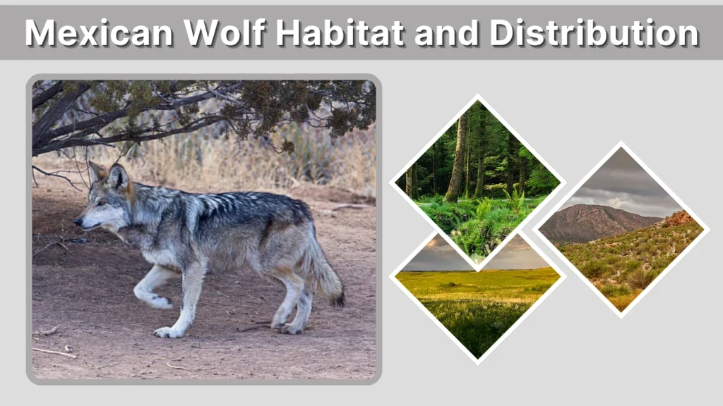 Mexican Wolf Habitat and Distribution