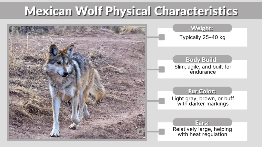 Mexican Wolf Physical Characteristics