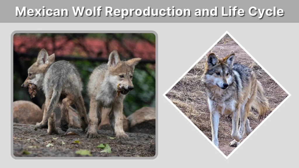 Mexican Wolf Reproduction and Life Cycle