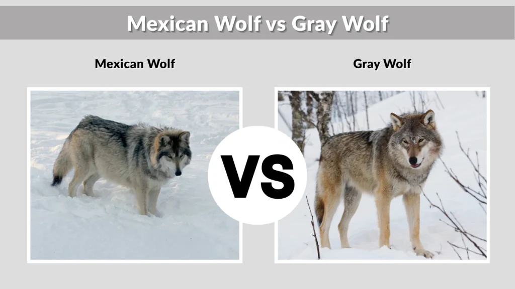 Mexican Wolf vs Gray Wolf
