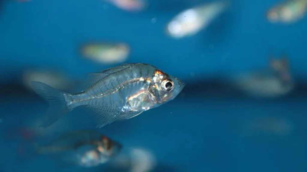 Micro Glassfish